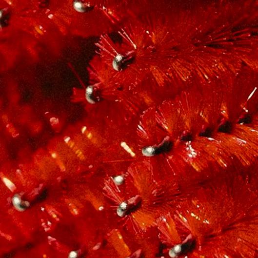 ✨ Brow Wax Package ✨